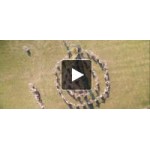 Отзывы людей о Солнцестояние/ MIDSOMMAR (2019)